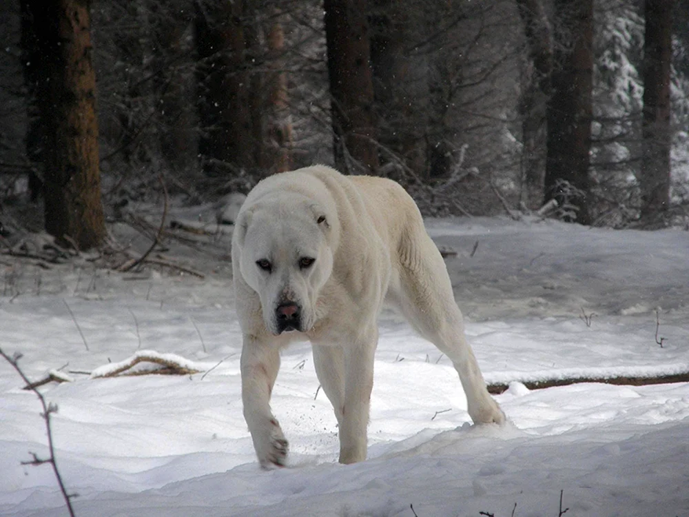 Kaukasischer Schäferhund Wolfshund