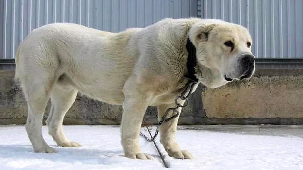 Mittelasiatischer Schäferhund WolfshundAlabai Riese Jafar
