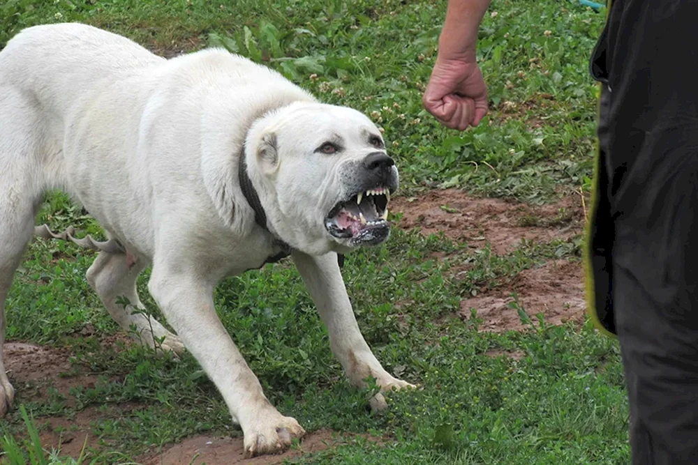 Alabai Wolfshund