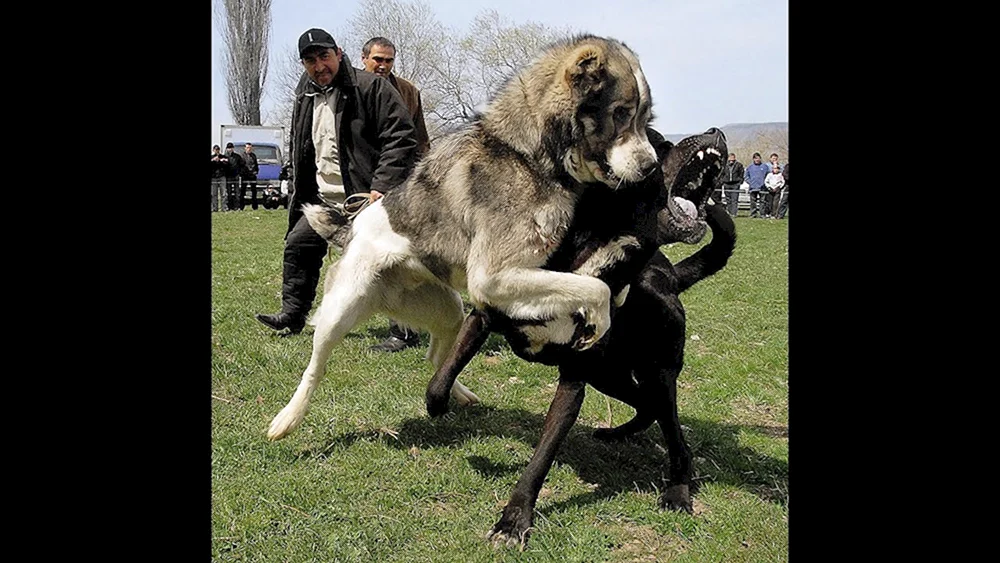 Mittelasiatischer Hirtenhund Wolfshund