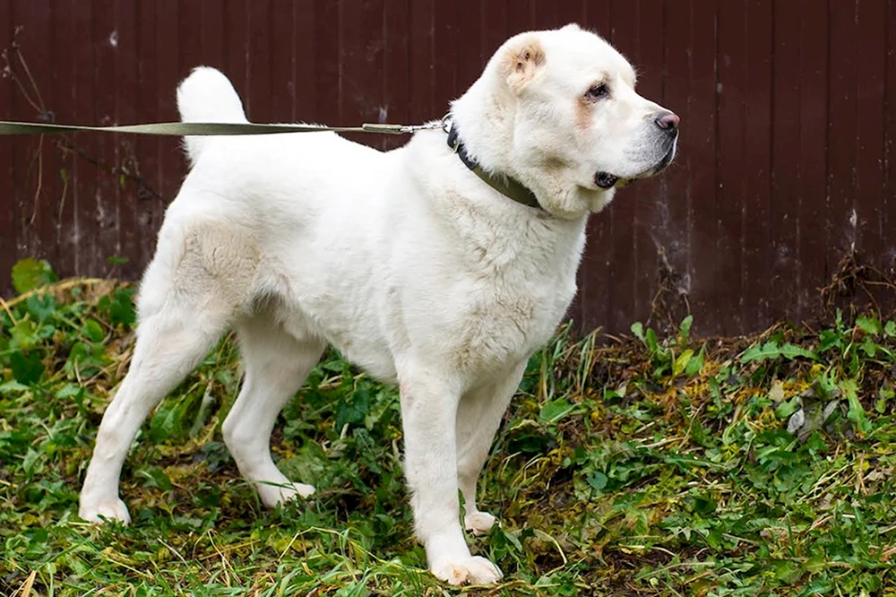 Mittelasiatischer Schäferhund Wolfshund