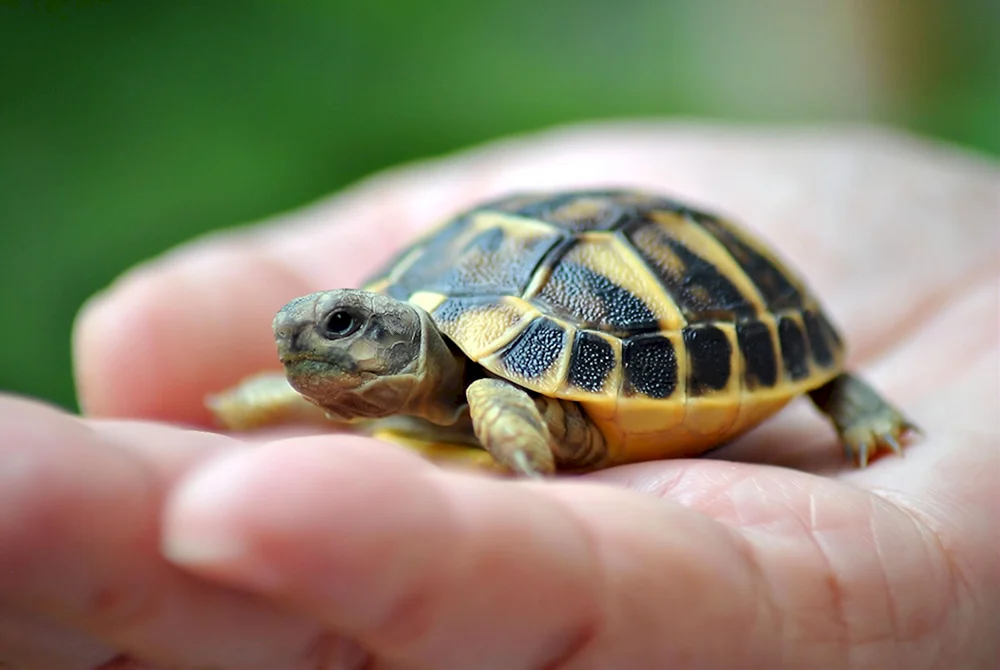 Kleinste Schildkröten