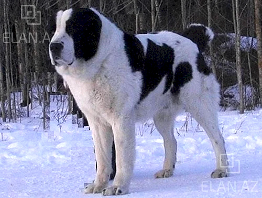 Mittelasiatischer Schäferhund alabai
