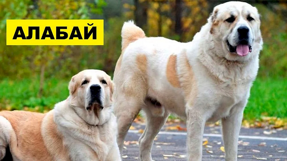 Mittelasiatischer alabai