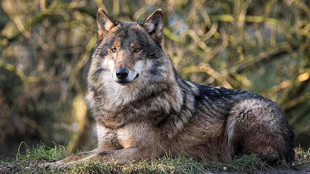 Roter Waldwolf