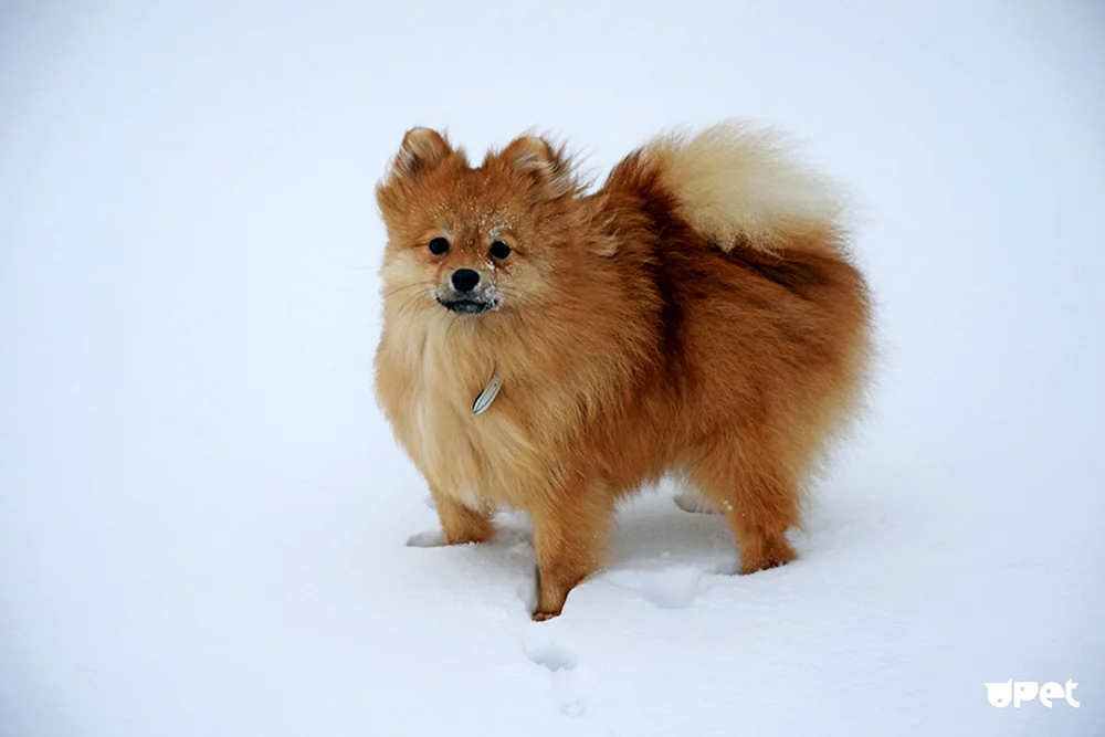 Kobi Spitz