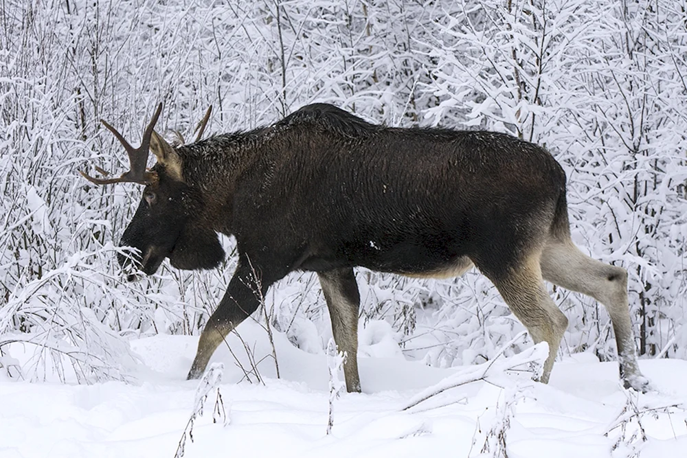 Jagdzeitpunkt im YNAO-Frühjahr 2024