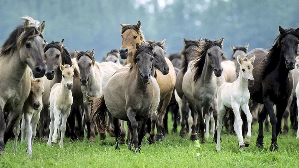 Eine Herde Wildpferde