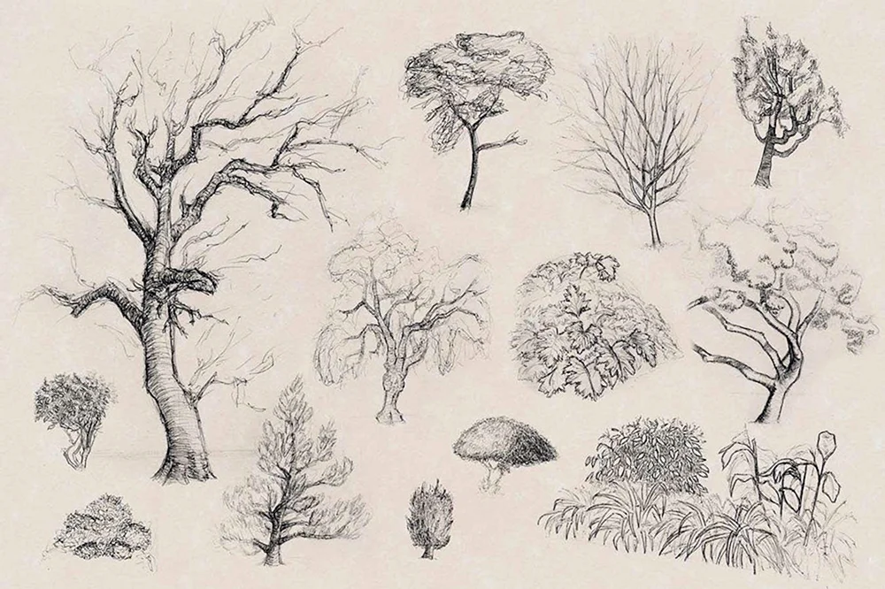 Baum mit Bleistift zeichnen