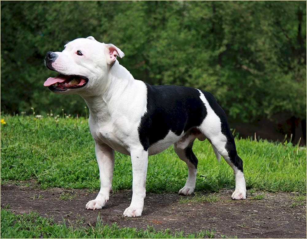 Amerikanischer Staffordshire Terrier