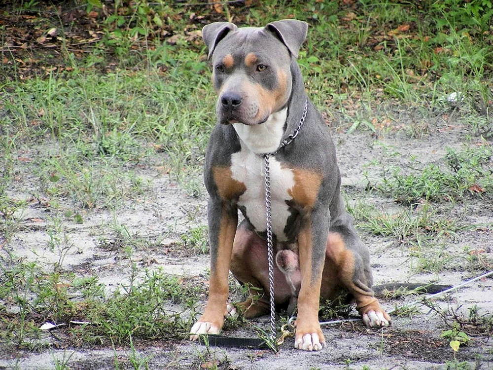 Stafford und Rottweiler-Mix