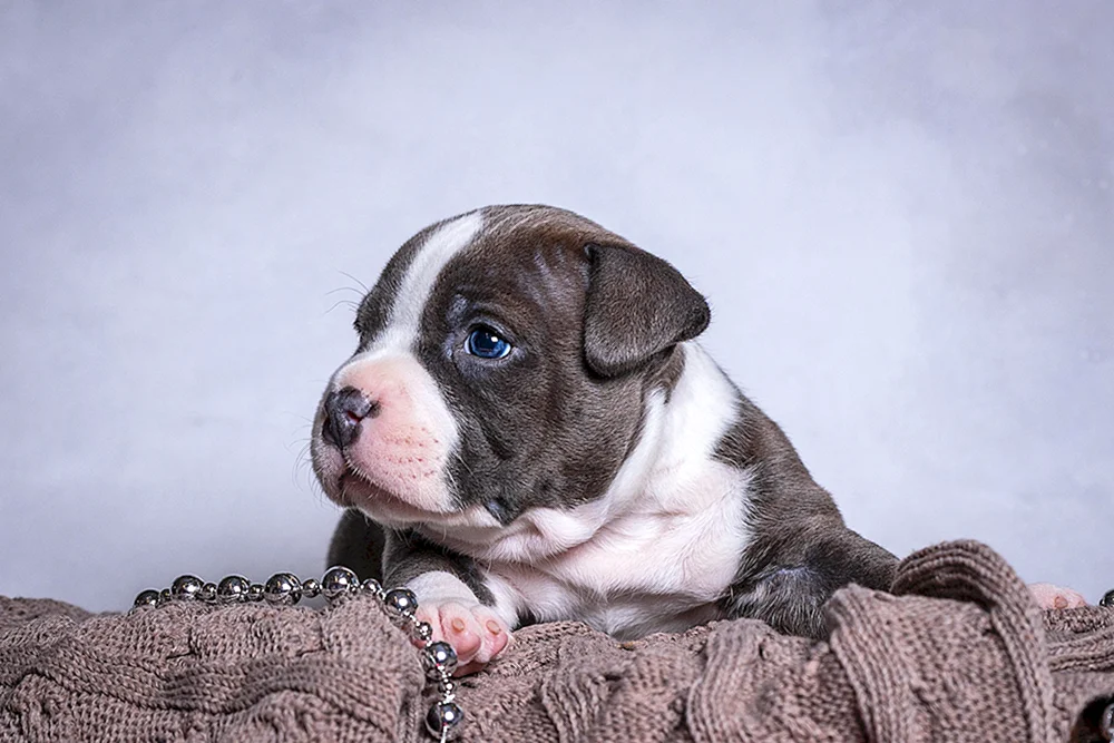 Staffordshire Terrier Welpe