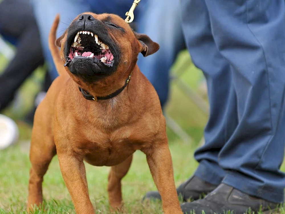 Staffordshire Terrier zerkaut