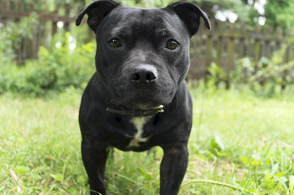 Staffordshire Terrier schwarz schwarzAmerikanischer Staffordshire Terrier schwarzAmerikanischer Staffordshire Terrier schwarzAmerikanischer Staffordshire Terrier schwarzAmerikanischer Staffordshire Terrier schwarzAmerikanischer Staffordshire Terrier schwarzAmerikanischer Pit Bull Terrier schwarzAmerikanischer Staffordshire Terrier schwarz Terrier schwarz