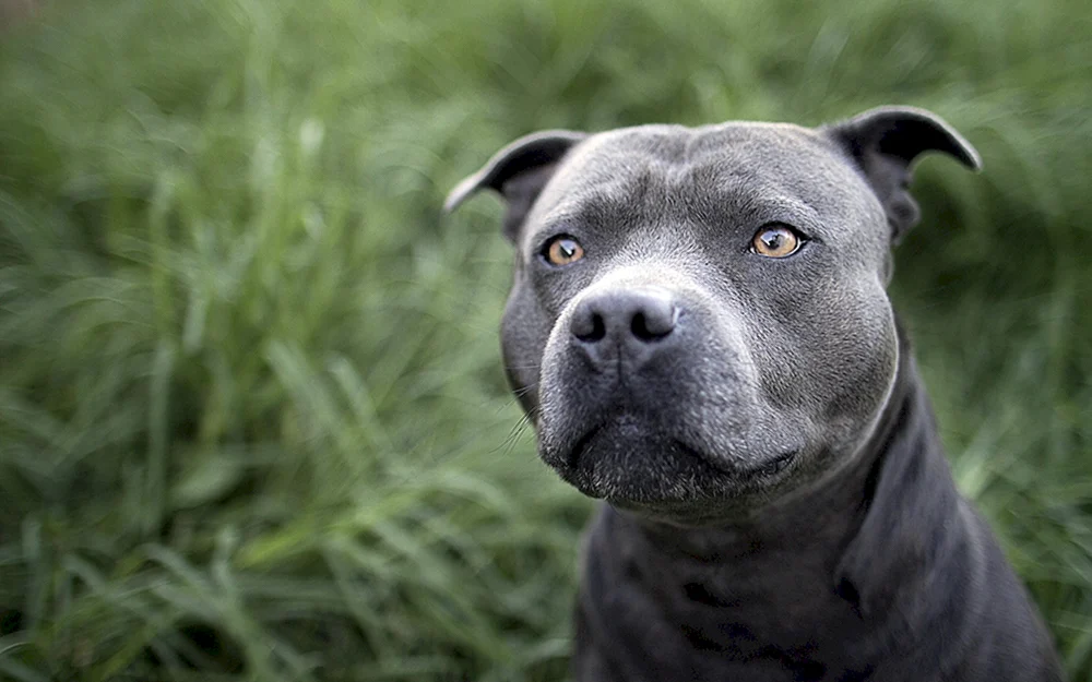 Amerikanischer Pitbull schwarz