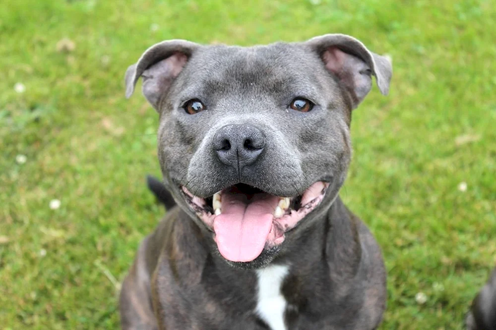 Staffordshire Bullterrier blau