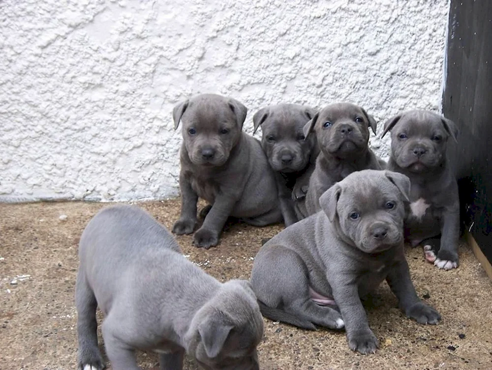 Amerikanischer Staffordshire Bullterrier blau