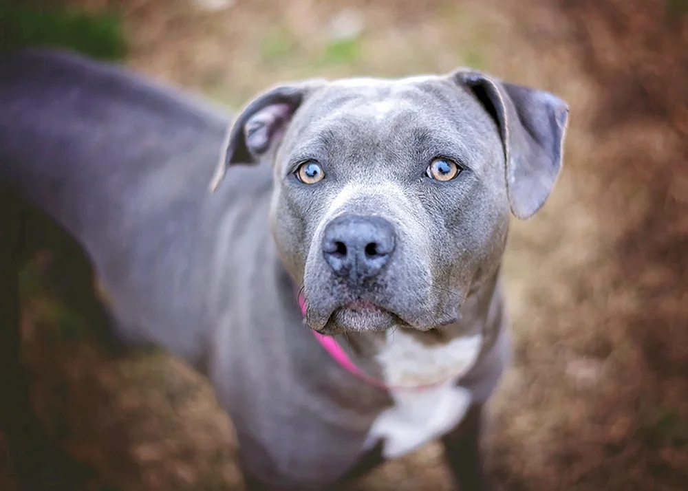 Staffordshire Bullterrier blau