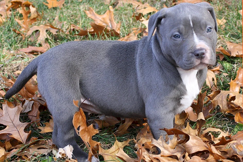 Staffordshire Bullterrier. Bull Terrier blau