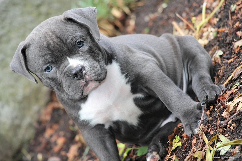 Staffordshire Bullterrier blau