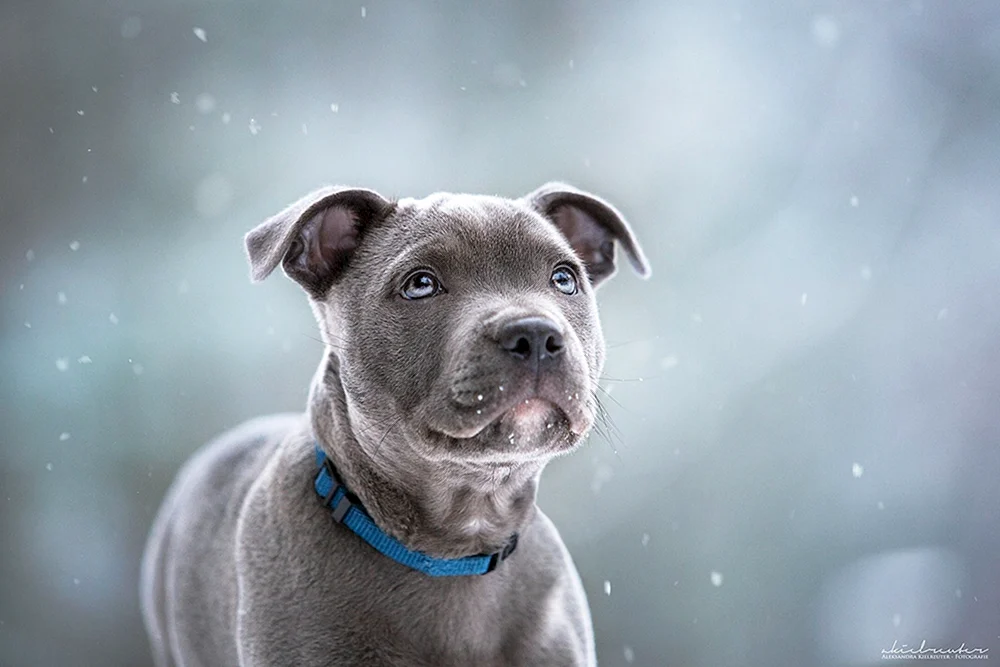 Staffordshire Bullterrier blau