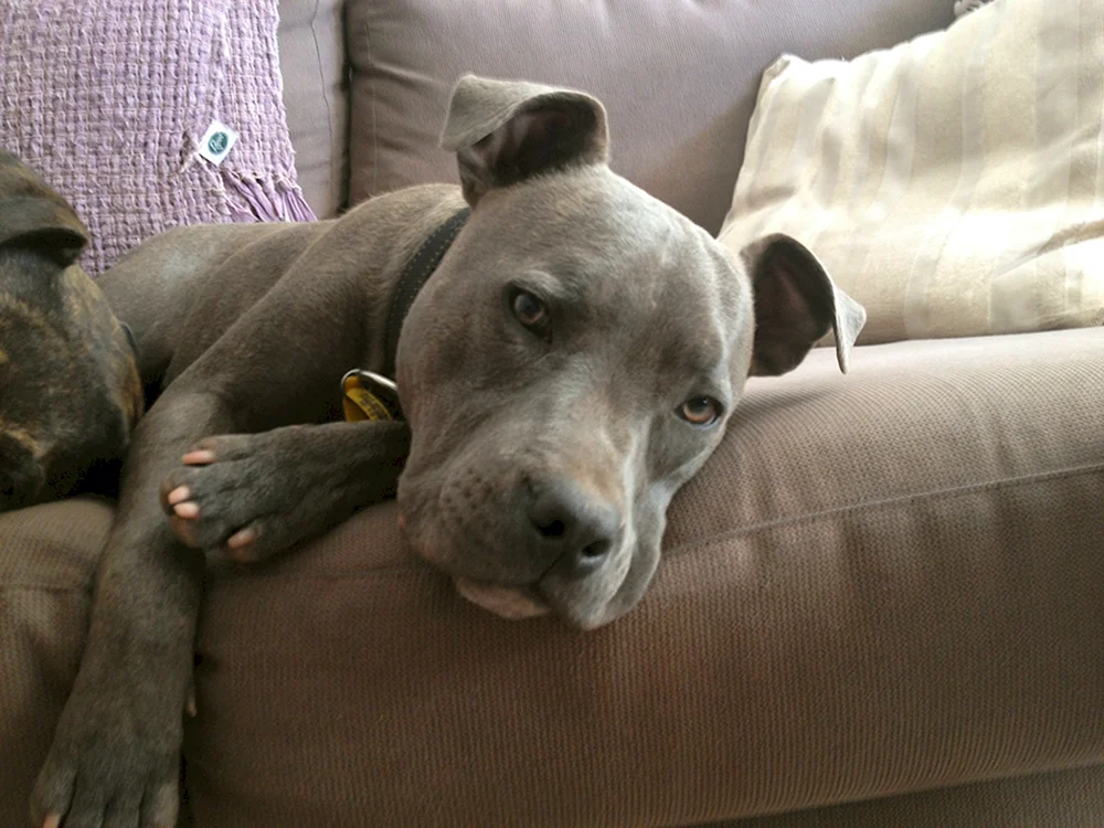 Terrier grau