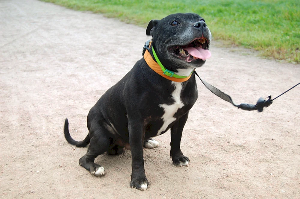 Staffordshire-Bullterrier-Mischling