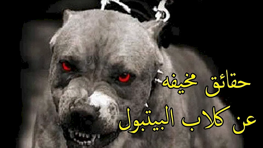 Staffordshire Bullterrier Kopfhaut