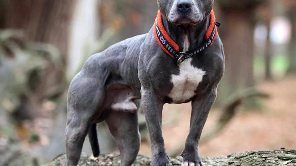 Staffordshire Pit Bull Terrier