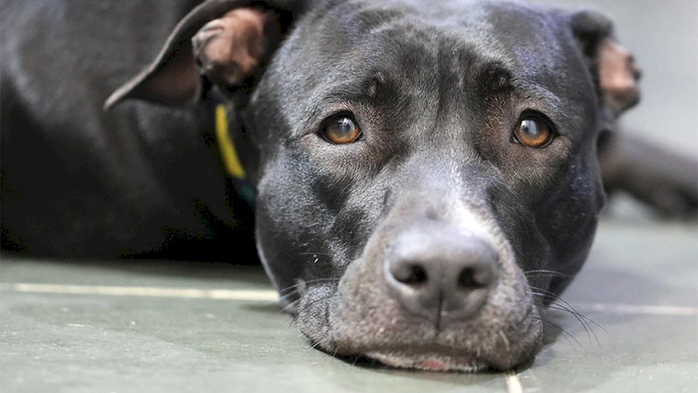 Amerikanischer Staffordshire Terrier wütend