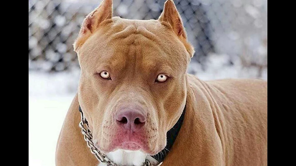 Staffordshire Terrier Albino