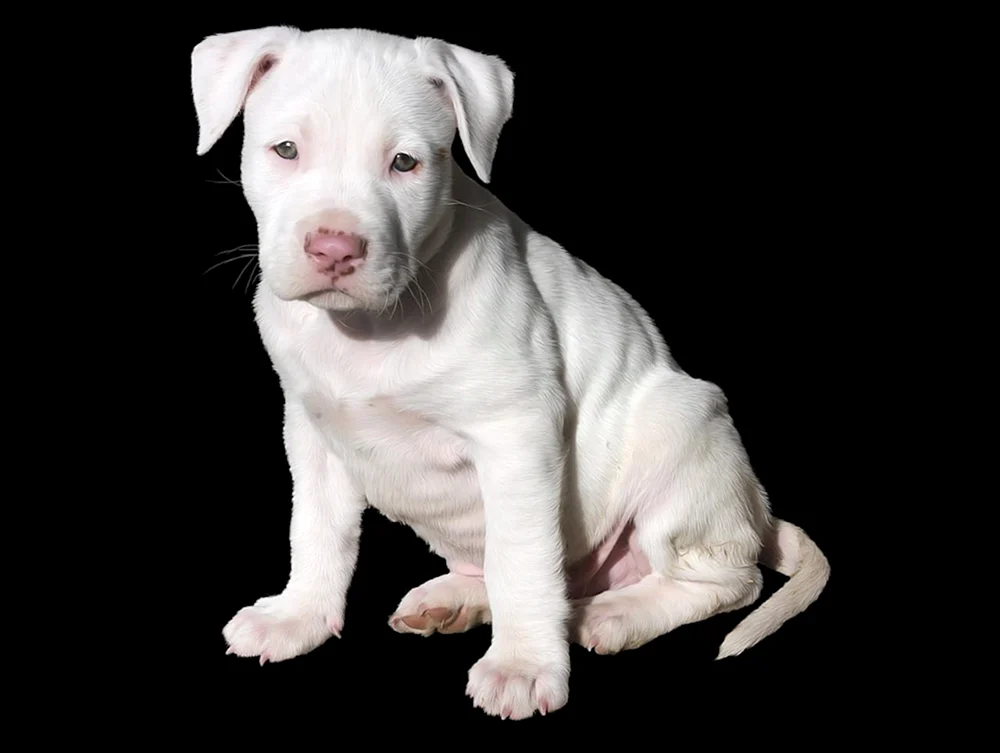 Amerikanischer Staffordshire Terrier