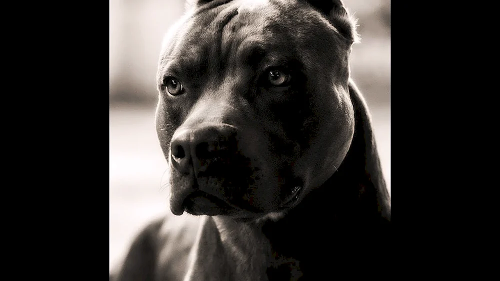 Amerikanischer Staffordshire Terrier Bullie
