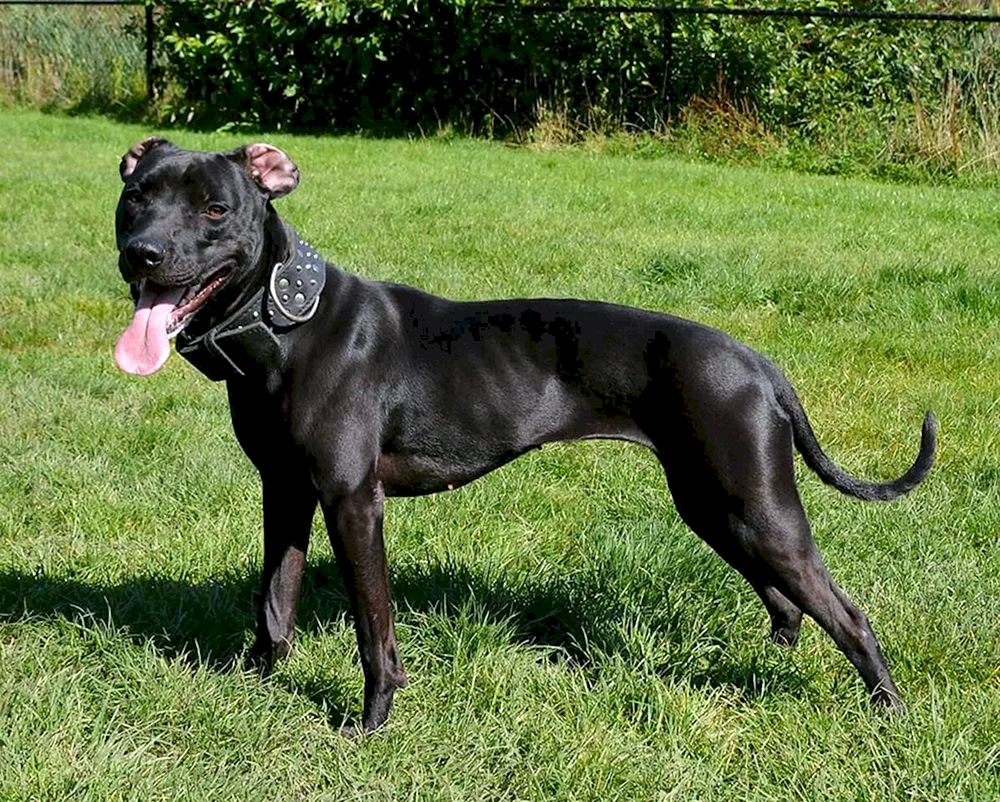 Staffordshire Terrier Bullie