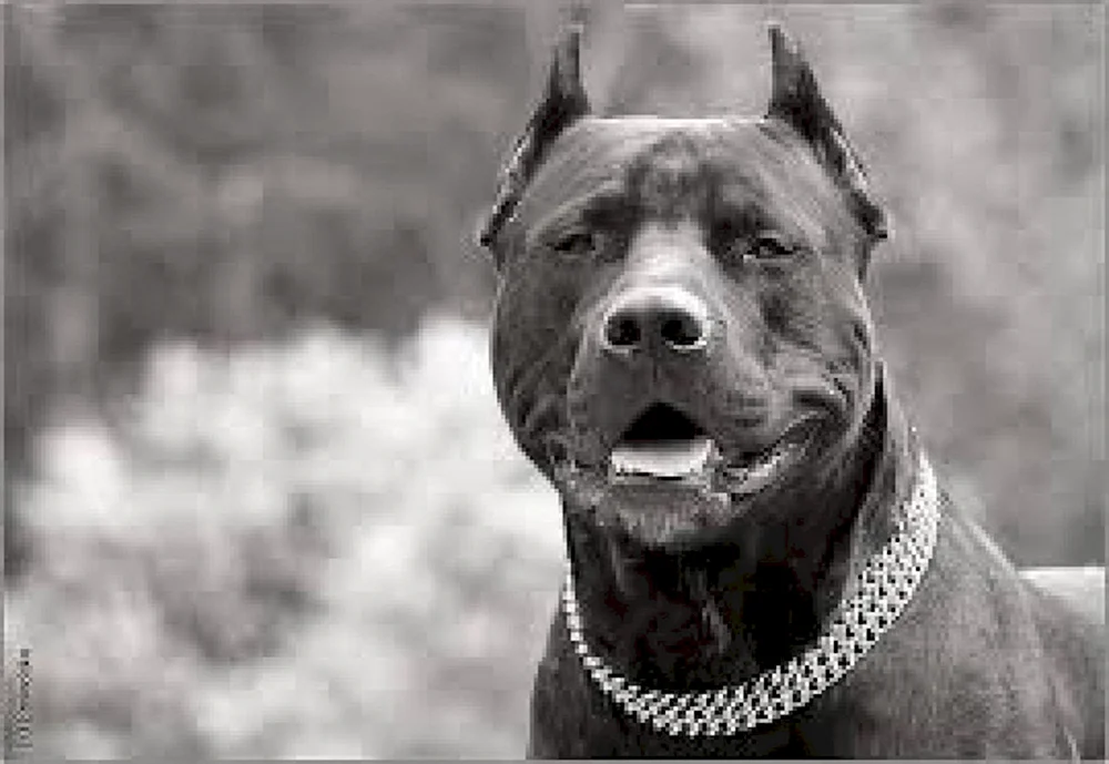 Amerikanischer Bulldoggenbully