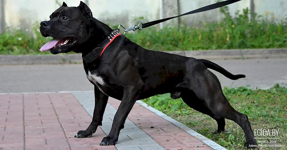 Staffordshire Terrier Amerikanischer Pitbull Terrier schwarz