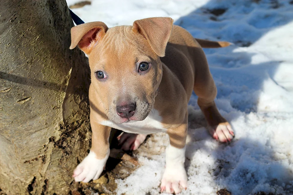 Amerikanischer Staffordshire Terrier