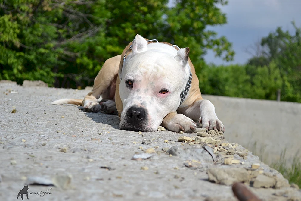 Staffordshire Terrier. amstaff