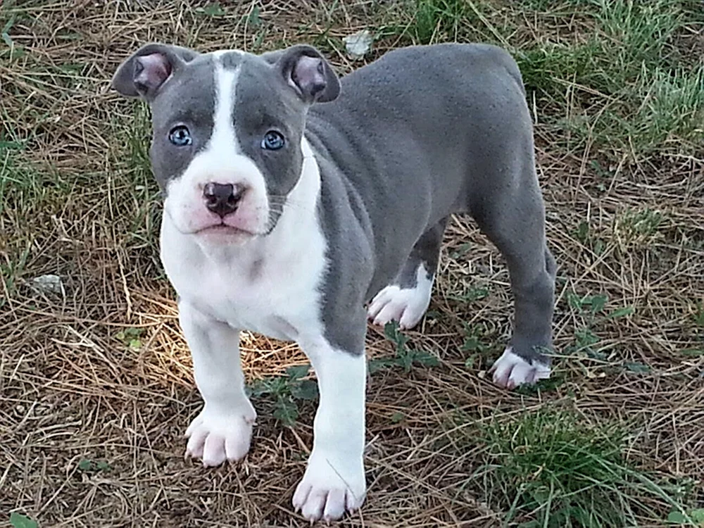 Staffordshire Terrier albino