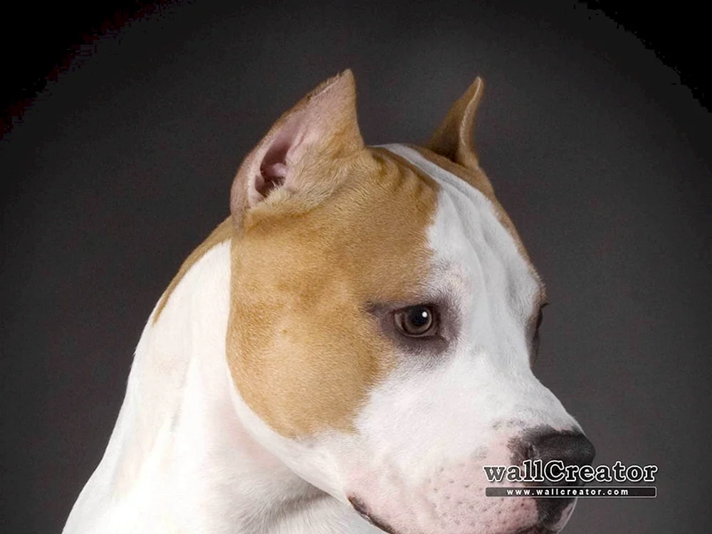 Staffordshire Terrier ungekürzt