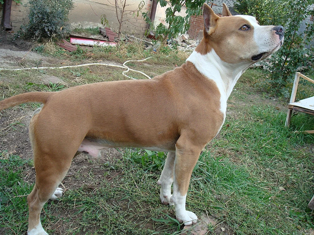 Staffordshire Terrier amstaff