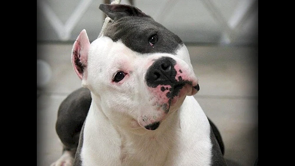 Staffordshire Terrier weiß