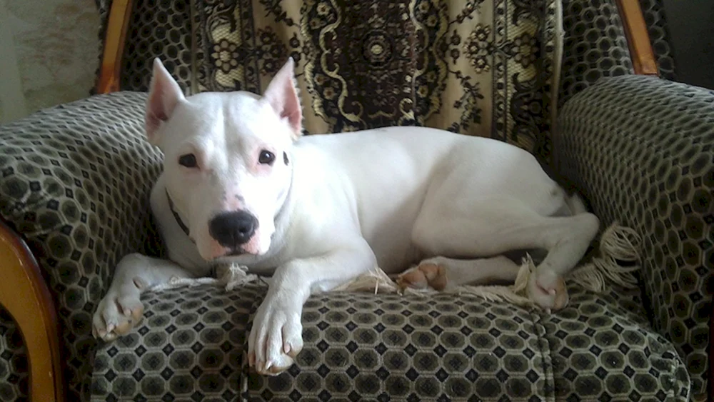 Staffordshire Terrier weiß