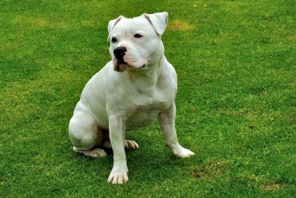 Amerikanischer Staffordshire Terrier weiß