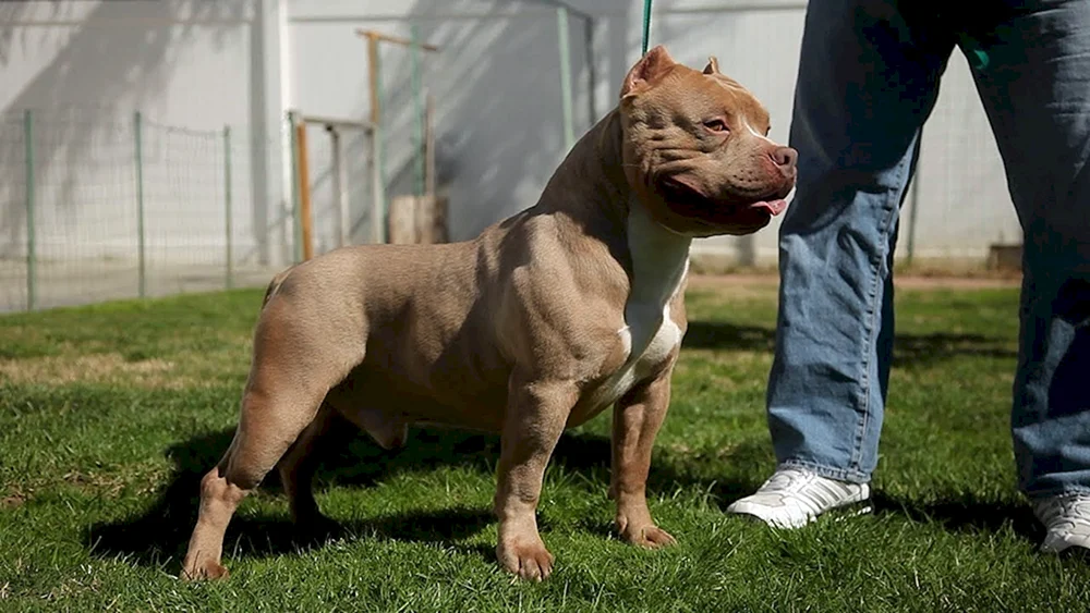 Staffordshire Bull Terrier