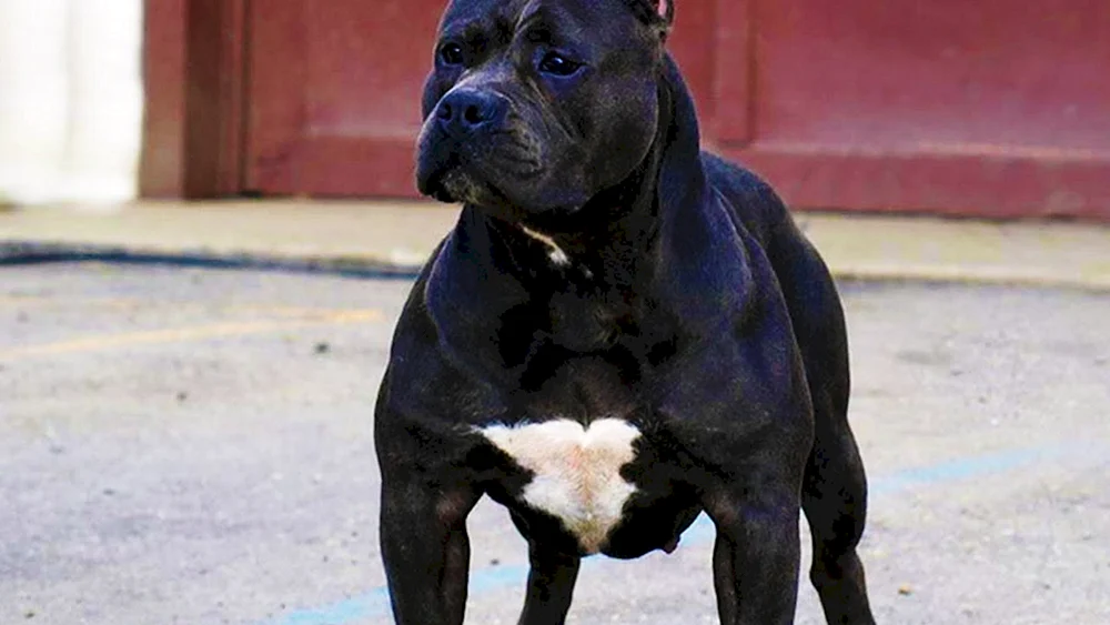 Staffordshire Terrier schwarz Bullterrier