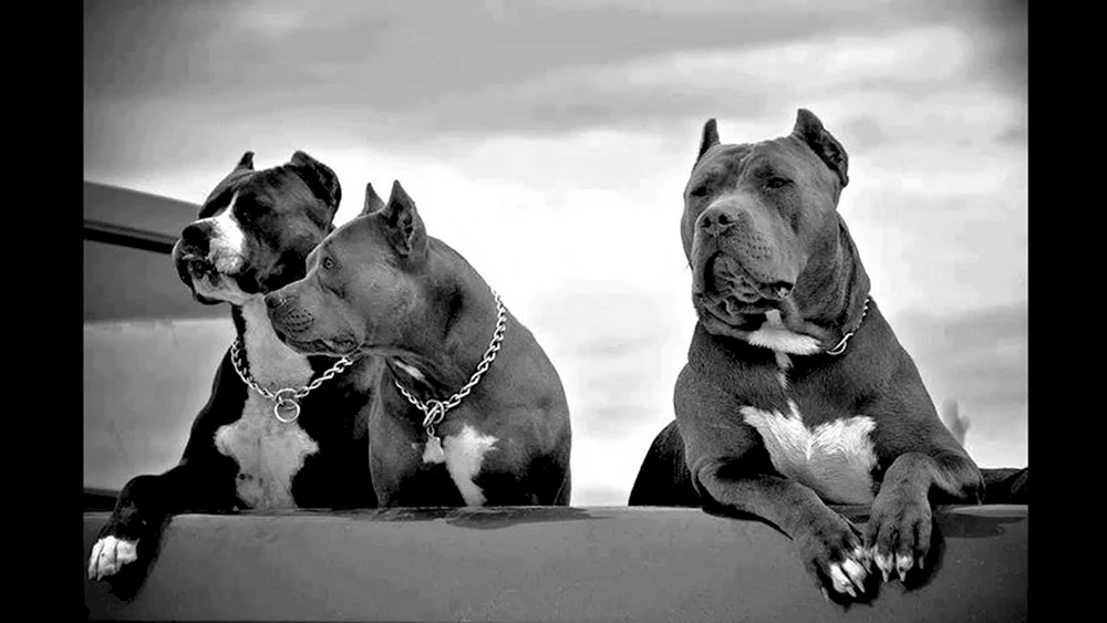 Staffordshire Terrier Bullie