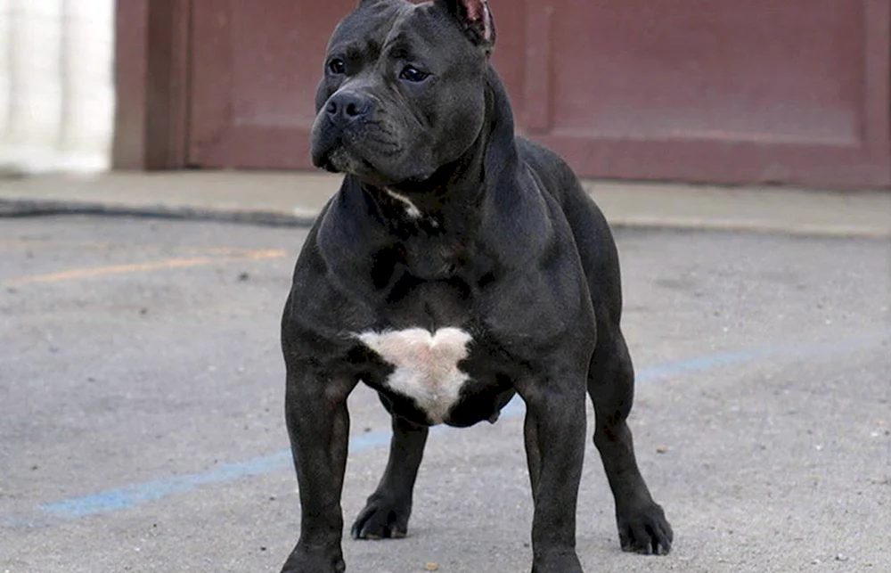 Staffordshire Terrier schwarz