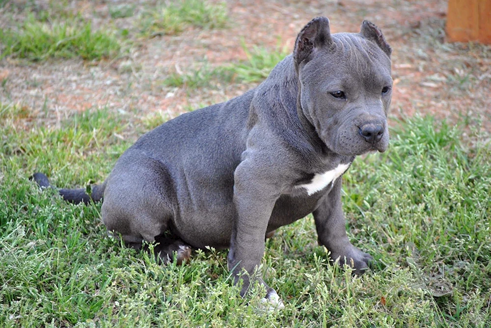 Staffordshire Bullterrier