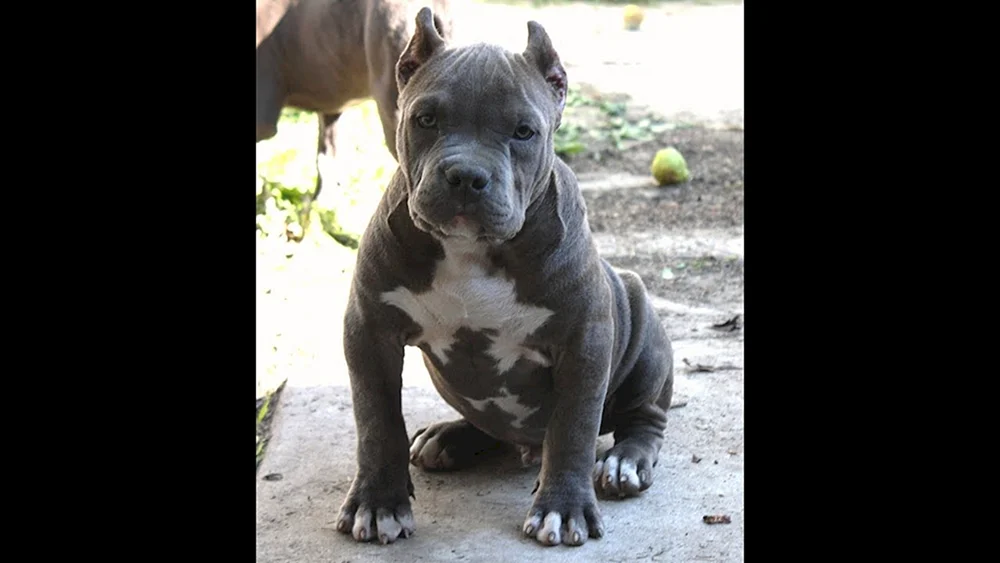 Tai Ridgeback